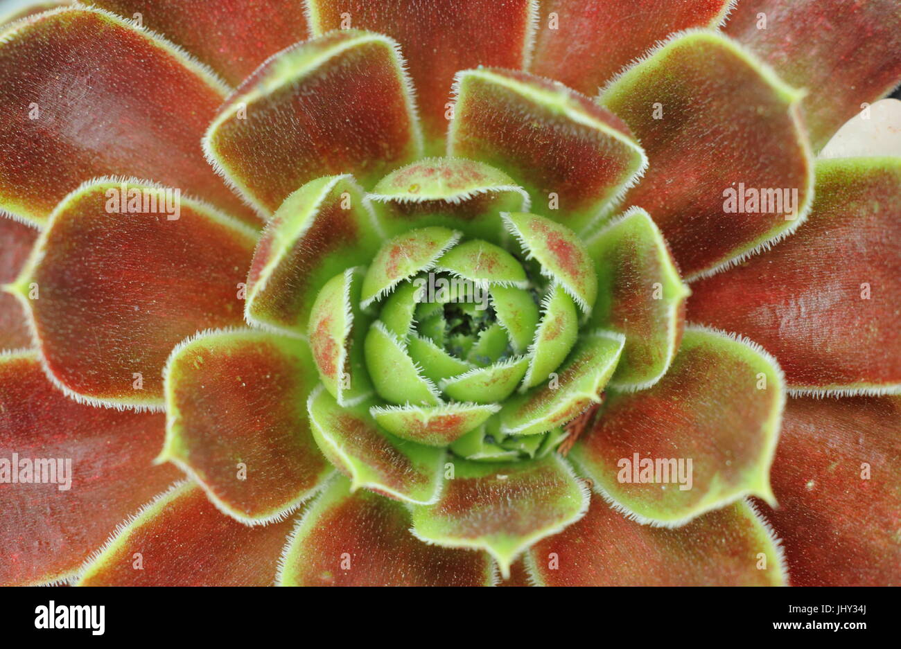 Rosette Rouge profond centre de JOVIBARBA HEUFFILLI 'BLAZE', une plante succulentes, UK garden Banque D'Images