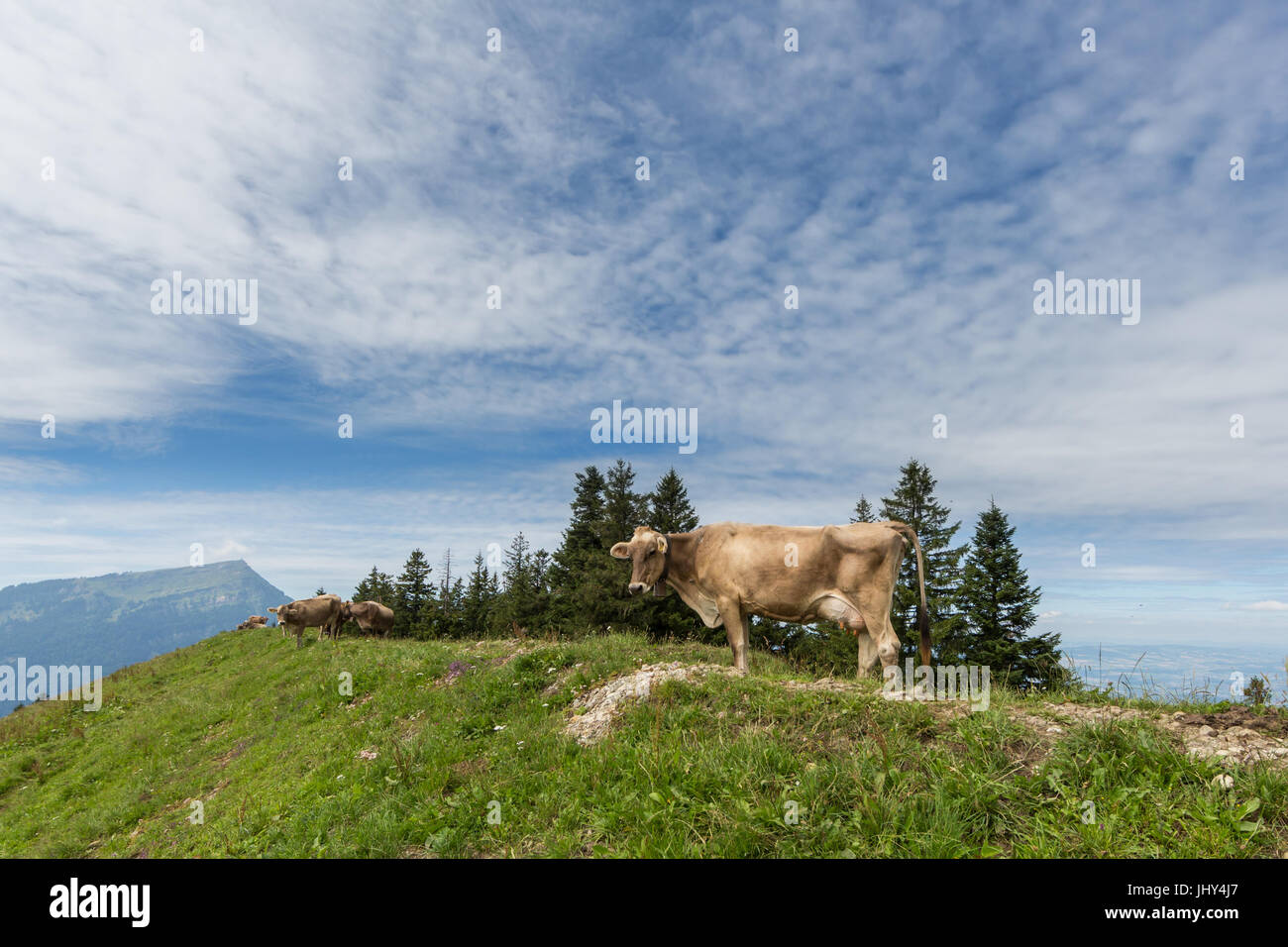 Lait de vache naturel dans le pré de la Suisse avec le Mont Rigi Banque D'Images
