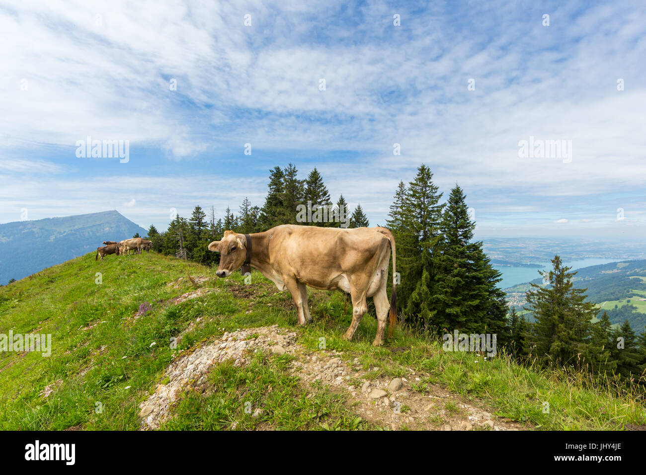 Lait de vache naturel dans le pré suisse avec Mont Rigi, le lac de Zoug Banque D'Images