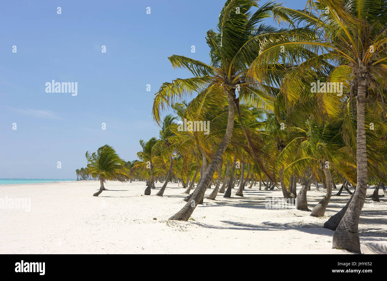 Cocotiers sur la plage de sable de Punta Cana, la République dominicaine, les Caraïbes - Coco Palm's à la plage près de Punta Cana, République Dominicaine Banque D'Images