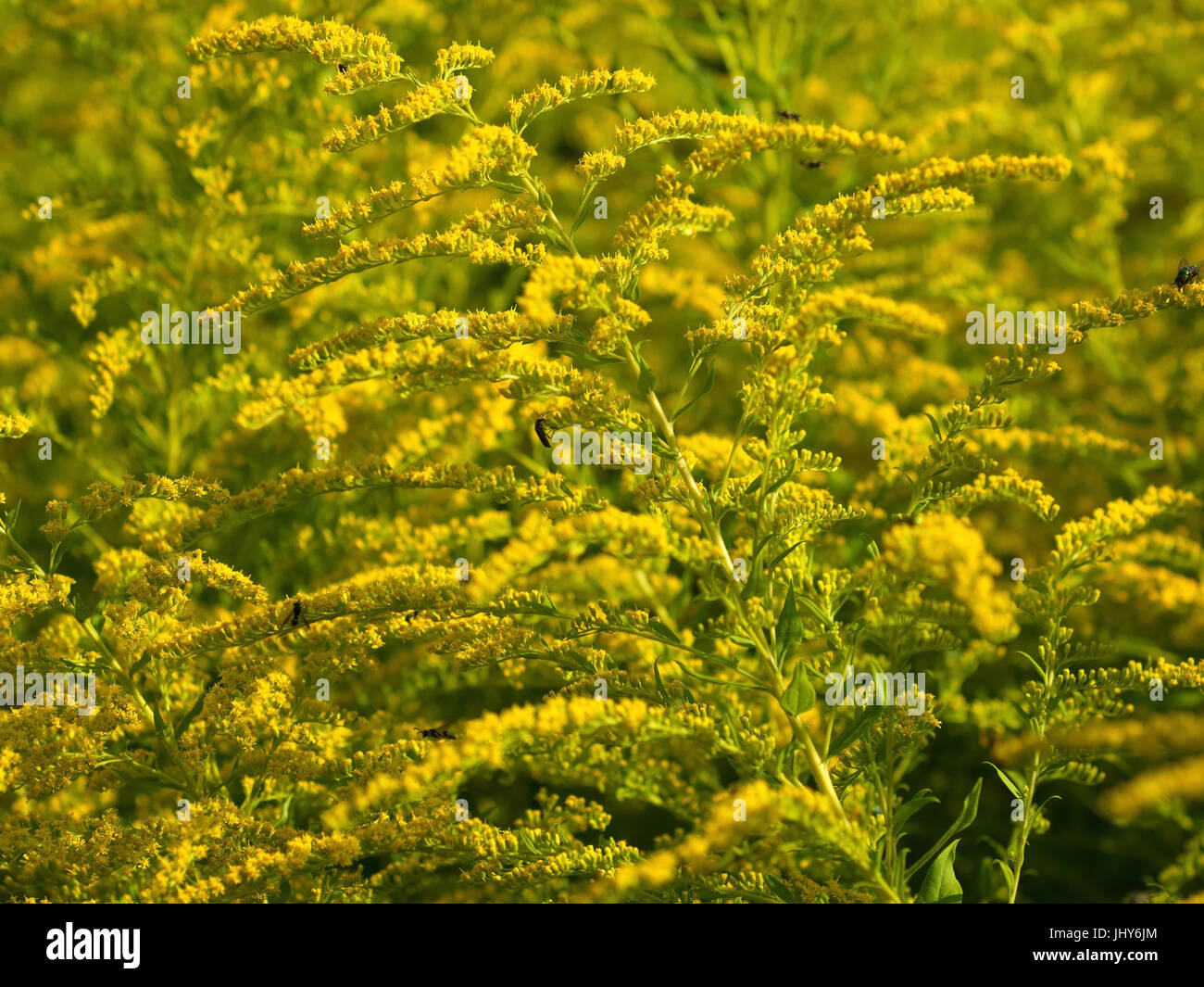 La tige d'or (Solidago virgaurea) - Verge d'or, Solidago virgaurea (Woundwort), Goldrute (Solidago virgaurea) - Houghton Banque D'Images