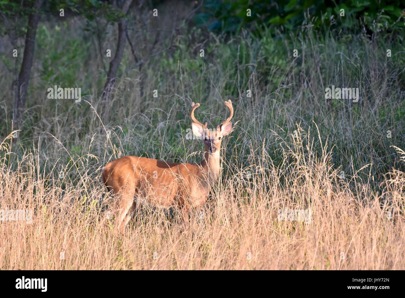 White-tailed deer buck en velours (Odocoileus virginianus) Banque D'Images