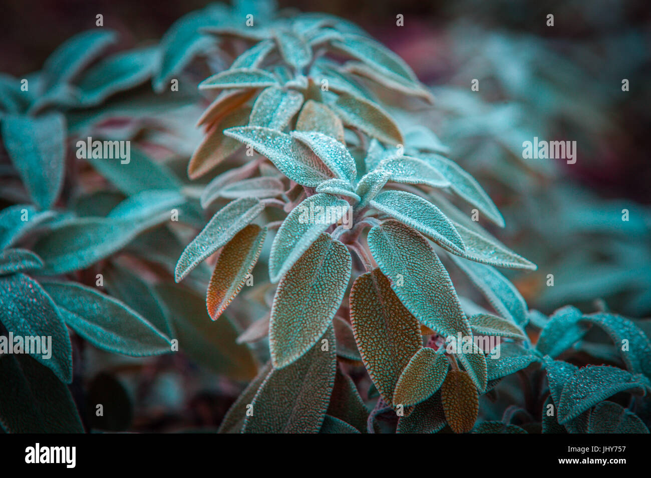 Feuilles vert sauge commune plante vivace - mémoires d'evergreen libre. Profondeur de champ Banque D'Images