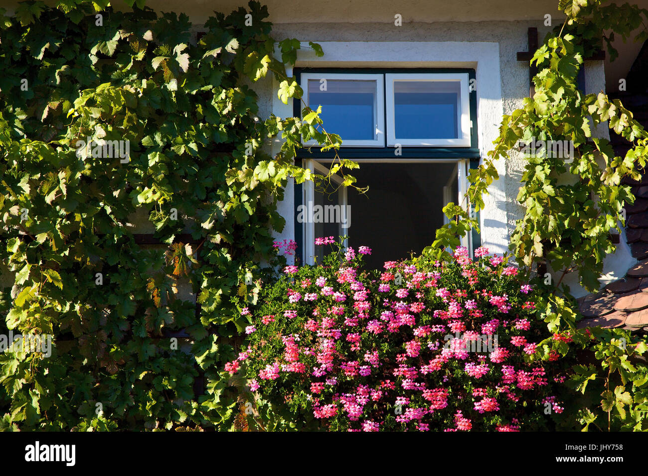 Fenêtre décorée de fleurs en spitz / le Danube, en Autriche, Basse Autriche, Wachau - Fenêtre dans spitz / le Danube, en Autriche, Basse Autriche, région de Wachau, B Banque D'Images
