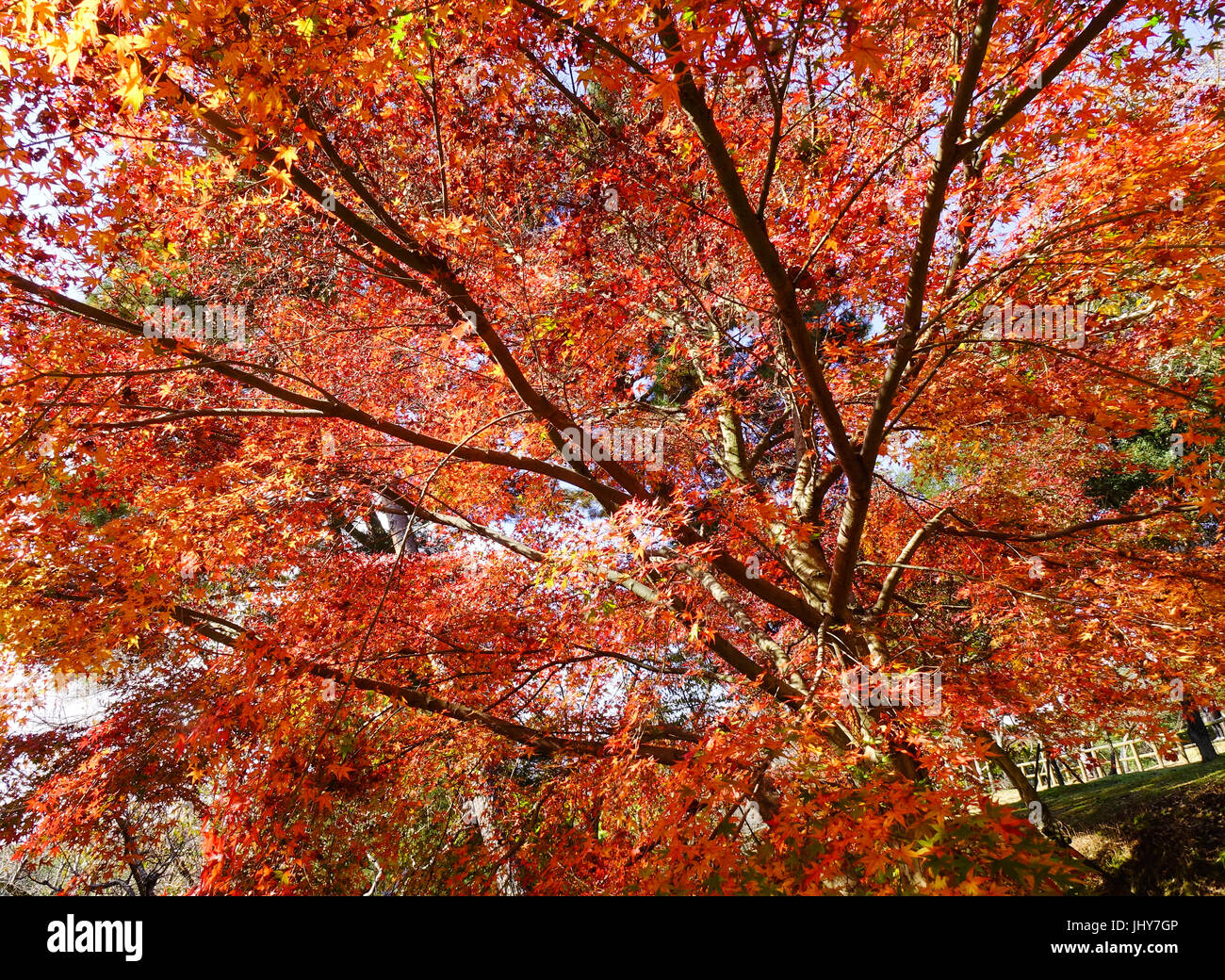 Les arbres d'érable rouge à la journée ensoleillée dans le parc de Nara, au Japon. Nara a été la capitale du Japon de 710 à 794, prêtant son nom à la période Nara. Banque D'Images