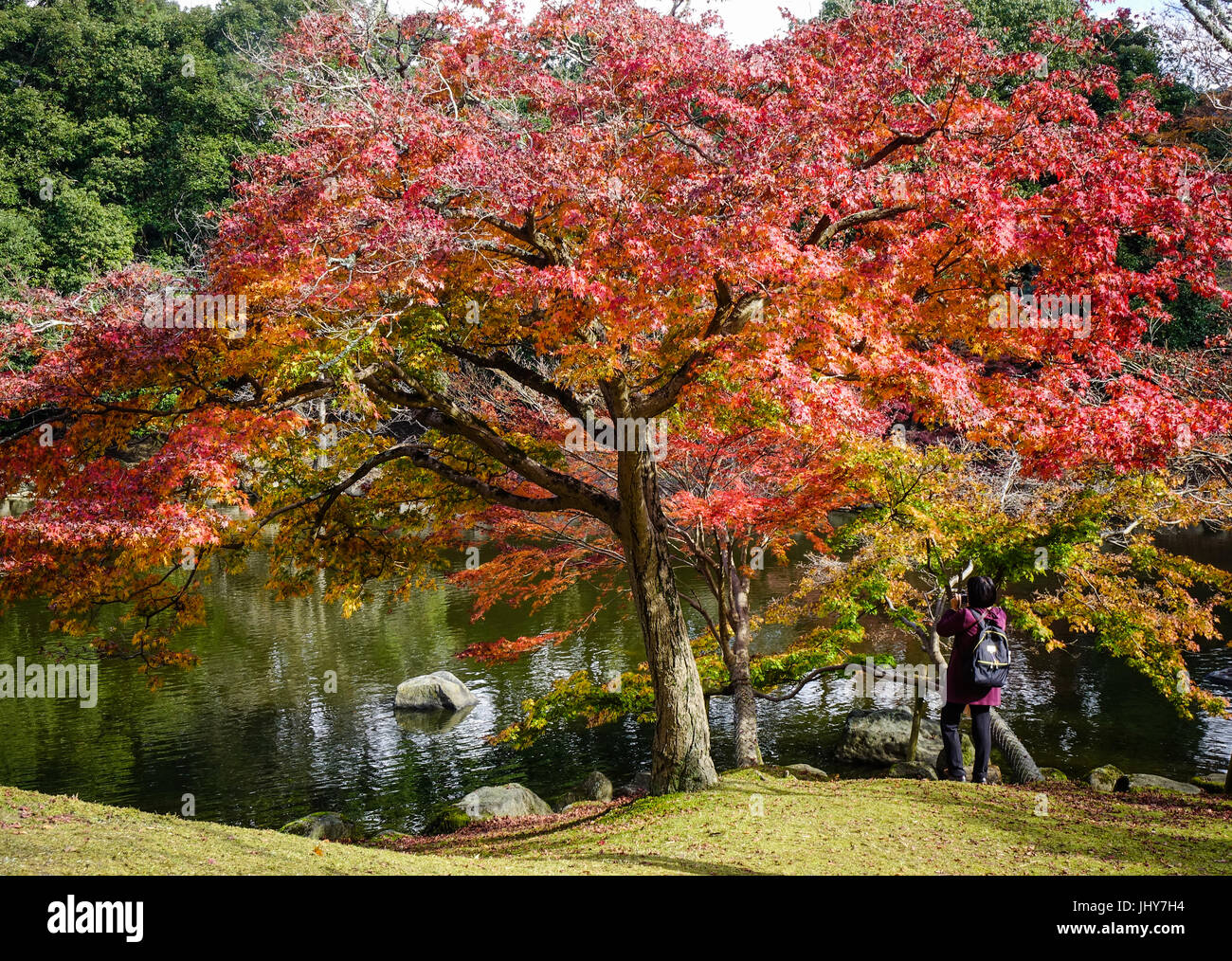 Les arbres d'érable rouge avec étang au parc de la ville de Nara, au Japon. Nara a été la capitale du Japon de 710 à 794, prêtant son nom à la période Nara. Banque D'Images