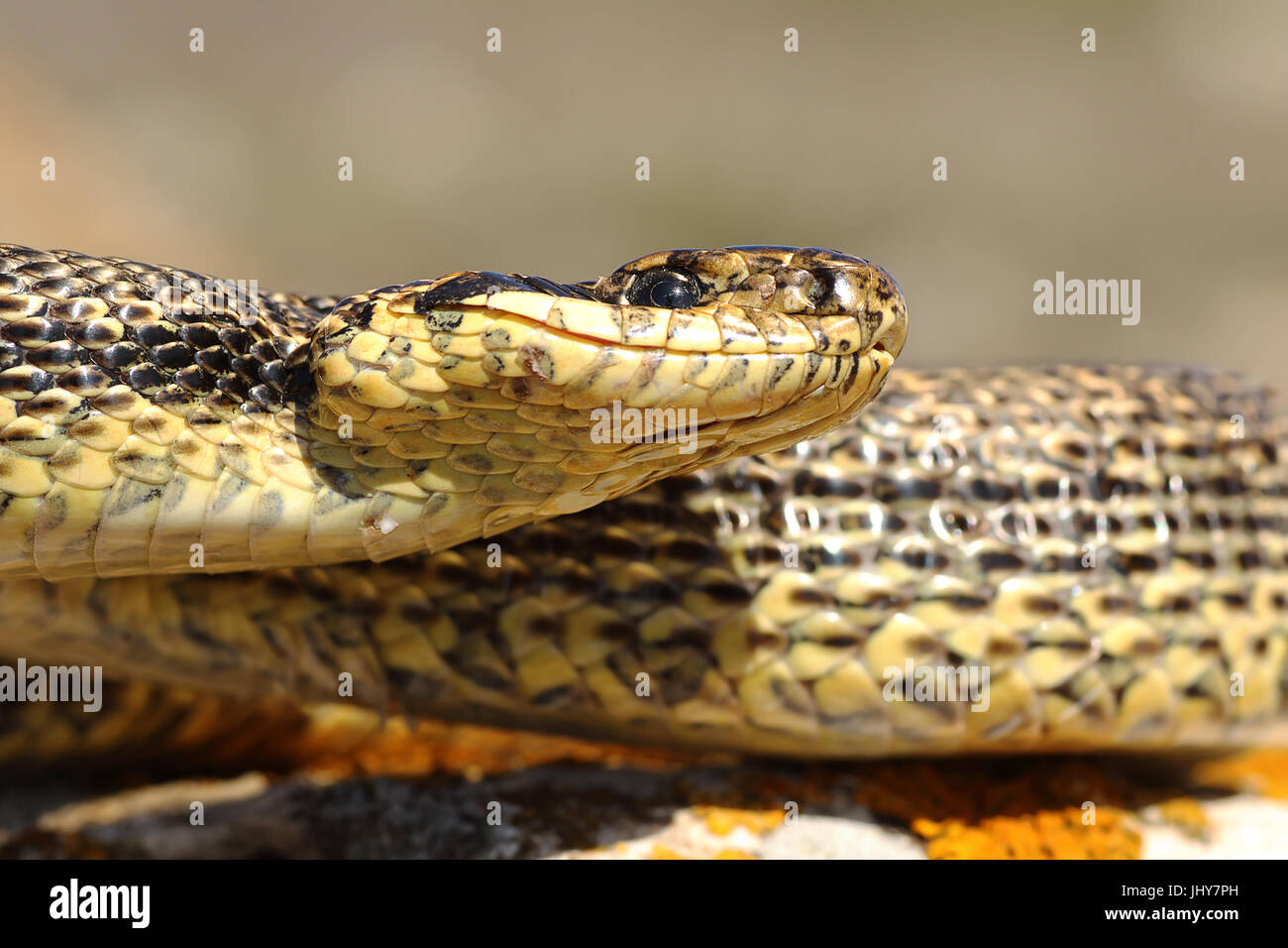 Portrait de blotched serpent, macro image ( Elaphe sauromates ) Banque D'Images