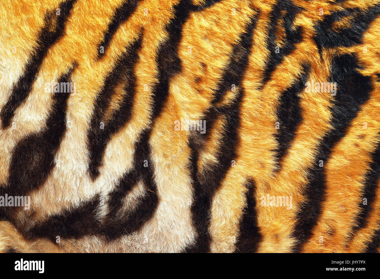 Close up of tiger beau cuir, des rayures noires sur fond blanc et orange, du vrai naturel peau animale pour votre conception, contrastes colorés Banque D'Images