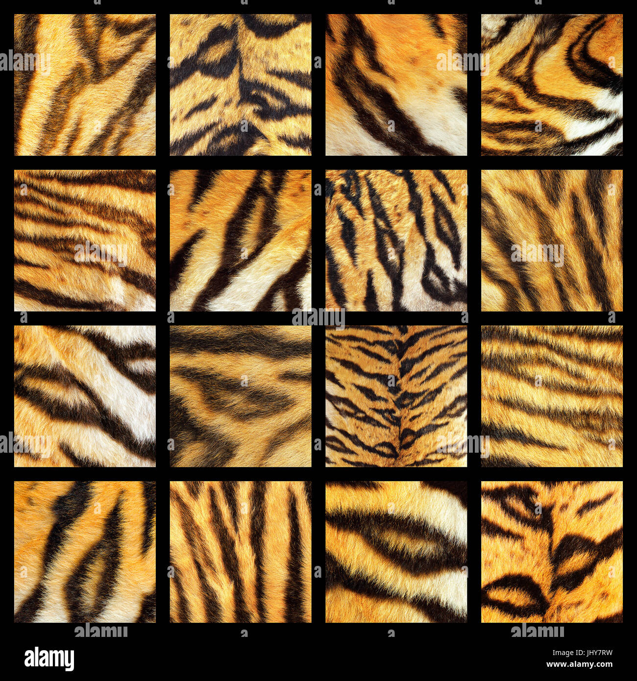 Collection de fourrure tigre, détails de texture de cuir animal réel pour votre conception, composition colorée Banque D'Images
