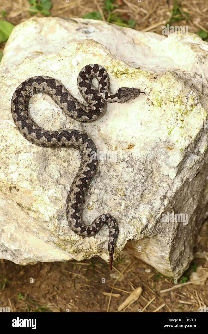 Vipère à cornes nez masculins colorés au soleil sur rock ( Vipera ammodytes, le plus dangereux et toxiques de serpents européens généralisée ) Banque D'Images