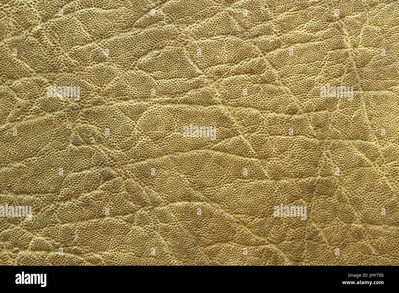 L'éléphant d'détaillée texture peau animale, cuir véritable Banque D'Images