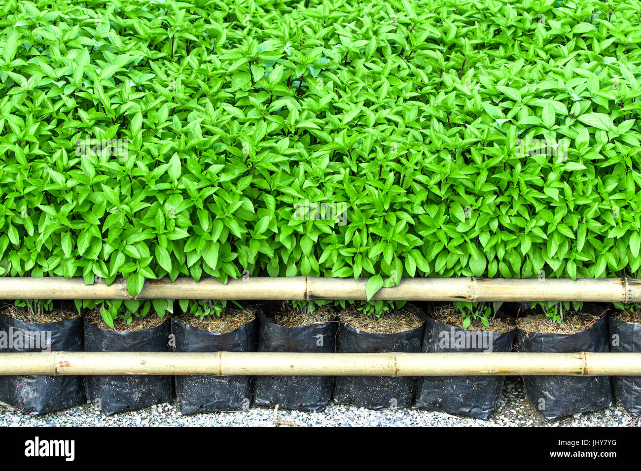 basilic dans un pot Banque D'Images