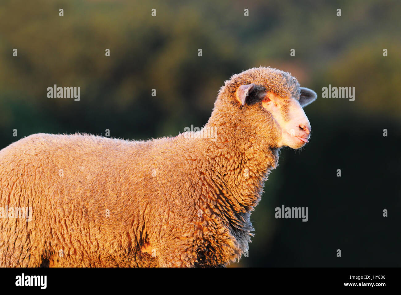 Portrait de l'agneau blanc moelleux sur fond flou Banque D'Images