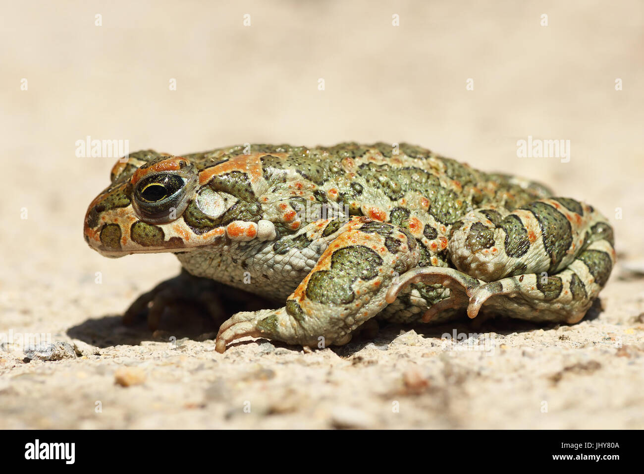 L'image de profil de crapaud vert commun européen ( Bufotes viridis ) Banque D'Images