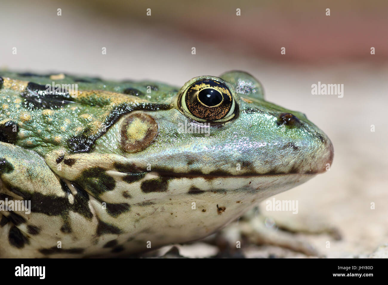 Voir le profil de marsh frog Pelophylax ridibundus, tête ( macro image ) Banque D'Images