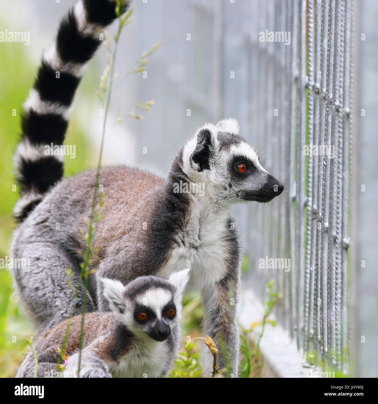 Ring tailed lemur, mère de famille et jeune ( Lemur catta ) Banque D'Images