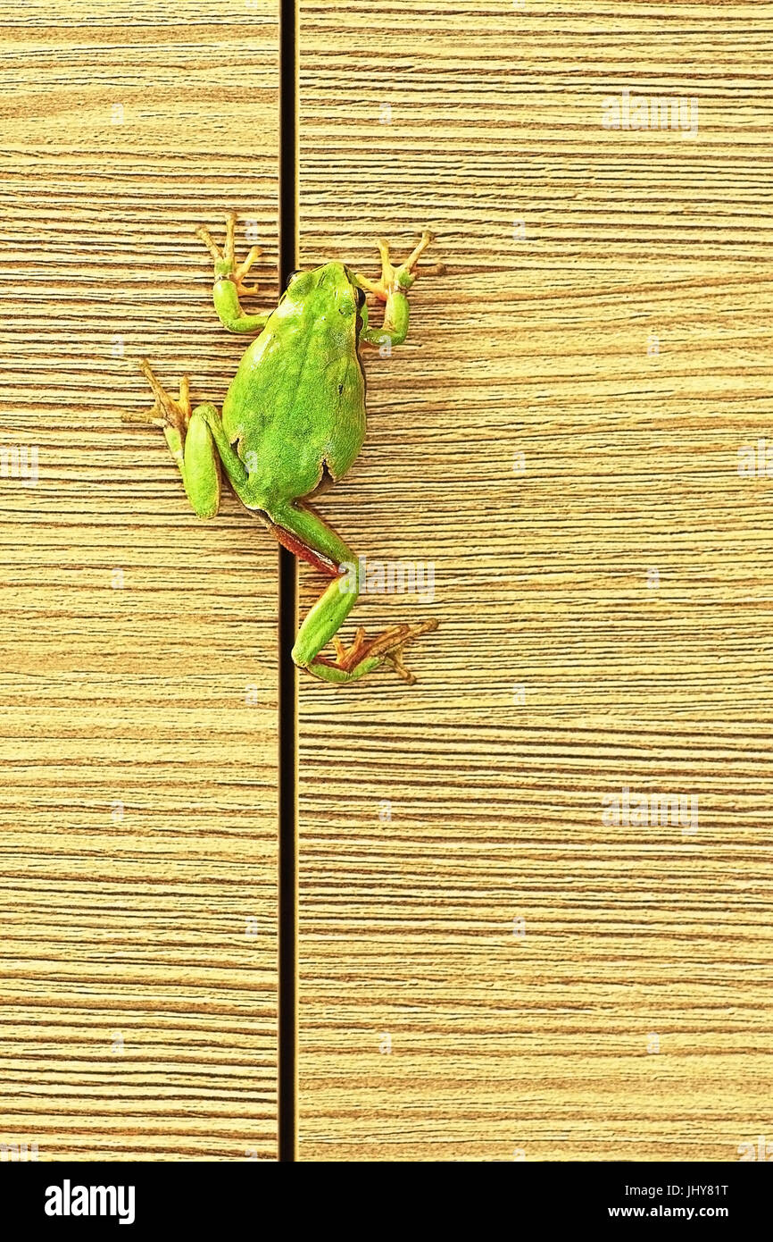 Rainette verte européenne grimper sur un meuble ( Hyla arborea ) ; ce mignon les grenouilles sont communs dans les jardins de sorte qu'ils entrent les maisons parfois Banque D'Images