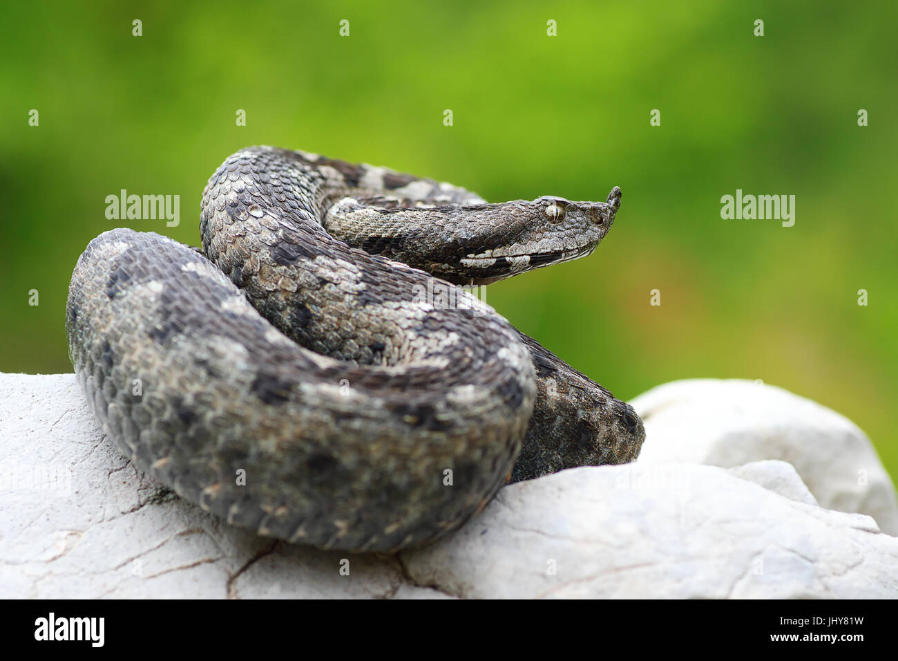 VIpera ammodytes au soleil sur un rocher ( long nez Viper, le plus dangereux serpent européenne généralisée ) Banque D'Images