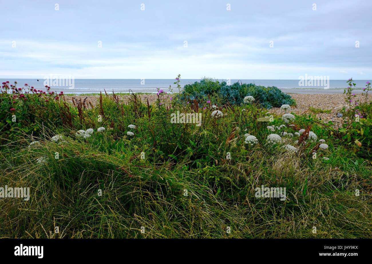 Fleurs sauvages en fleurs en été à Ferring Plage, Près de Worthing, West Sussex, UK Banque D'Images