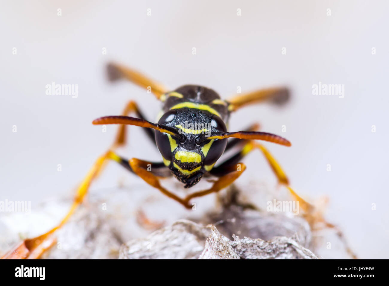 Nid de guêpes sur Macro Insectes Banque D'Images