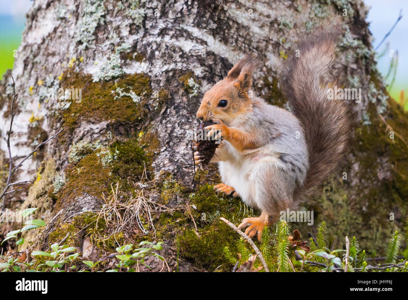 L'Écureuil roux (Sciurus vulgaris), des profils qui se nourrit d'une