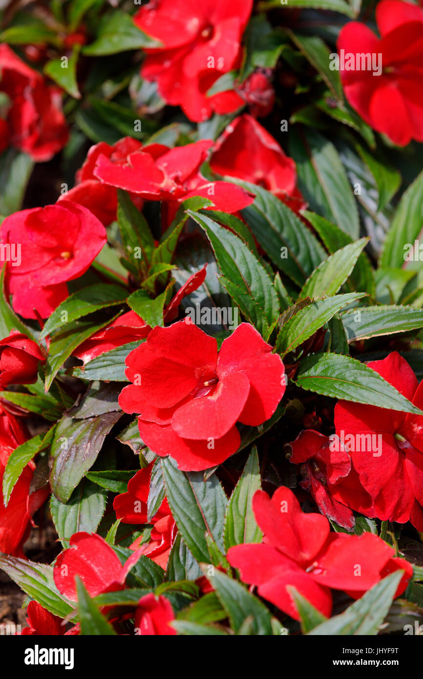 Belle et rouge fleurs de Nouvelle-Guinée en jardin d'été. Banque D'Images
