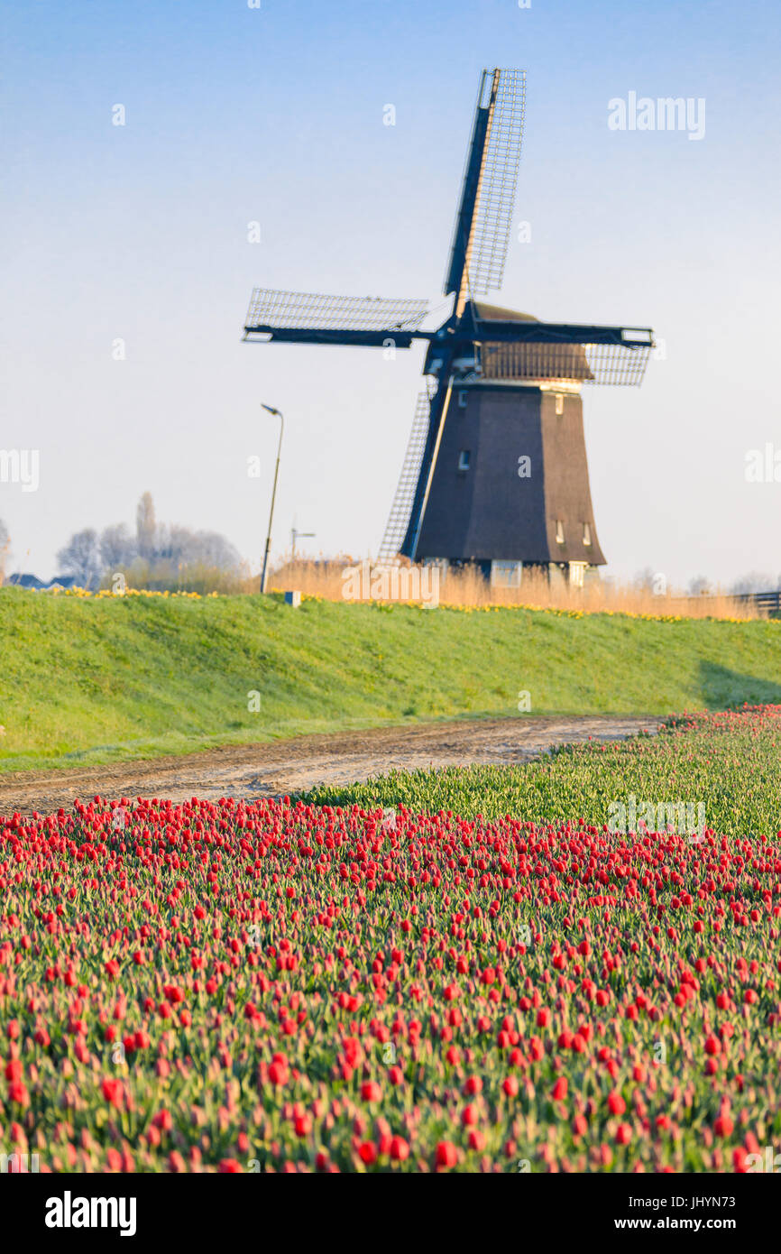 Champs de tulipes rouges entourent le moulin à vent, Berkmeer, municipalité de Koggenland, Hollande du Nord, les Pays-Bas, Europe Banque D'Images