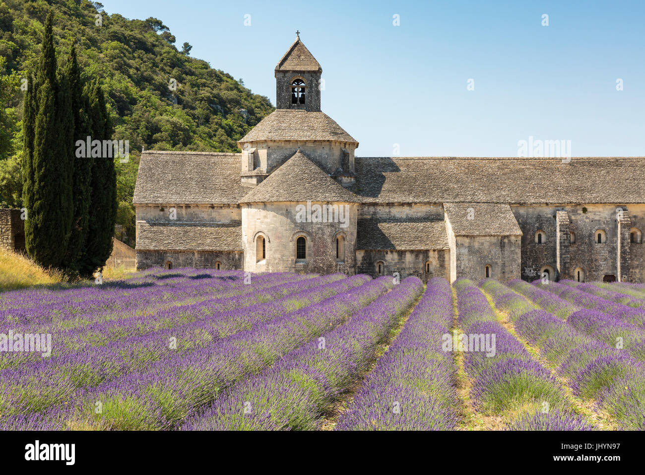 La récolte de lavande en face de l'Abbaye de Sénanque, Gordes, Vaucluse, Provence-Alpes-Côte d'Azur, France, Europe Banque D'Images