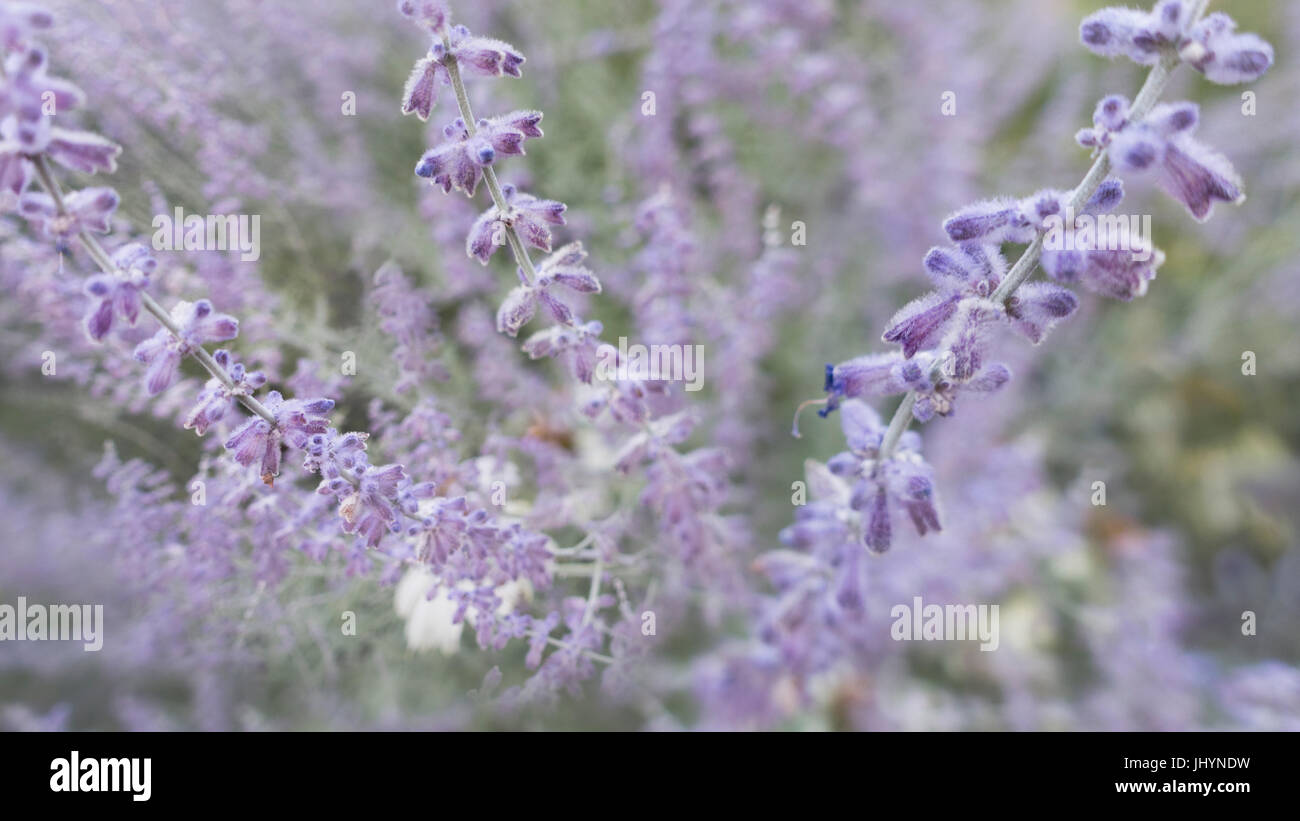 Ligne de fleurs violet Banque D'Images