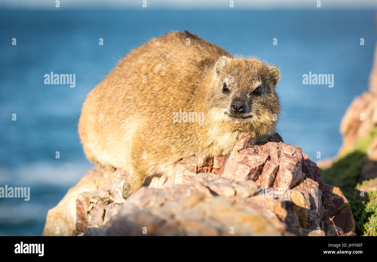 Dassie Rock Hyrax () à Hermanus, Western Cape, Afrique du Sud, l'Afrique Banque D'Images