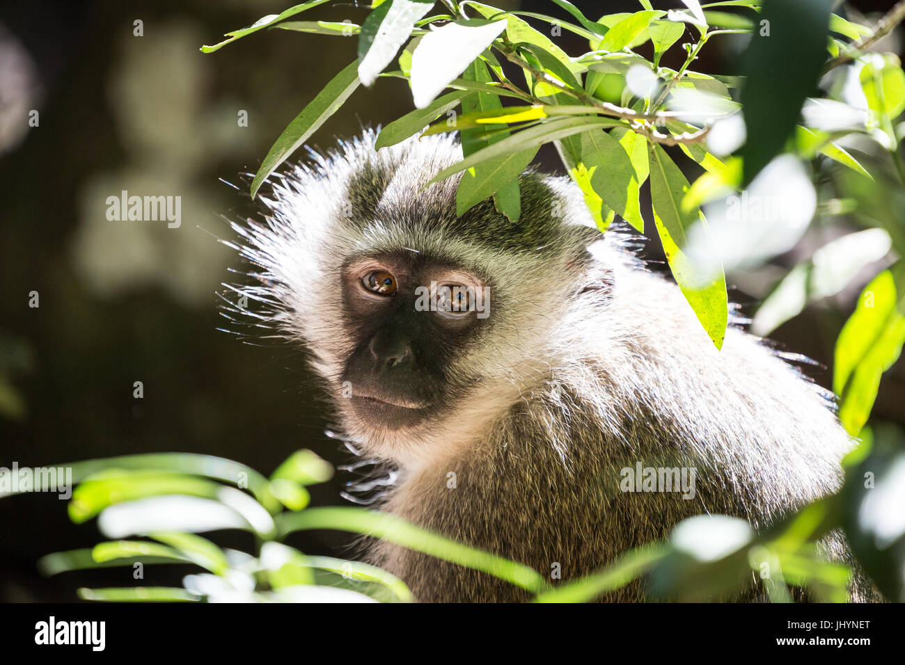 Un singe à Monkeyland Primate Sanctuary à Plettenberg Bay, Afrique du Sud, l'Afrique Banque D'Images
