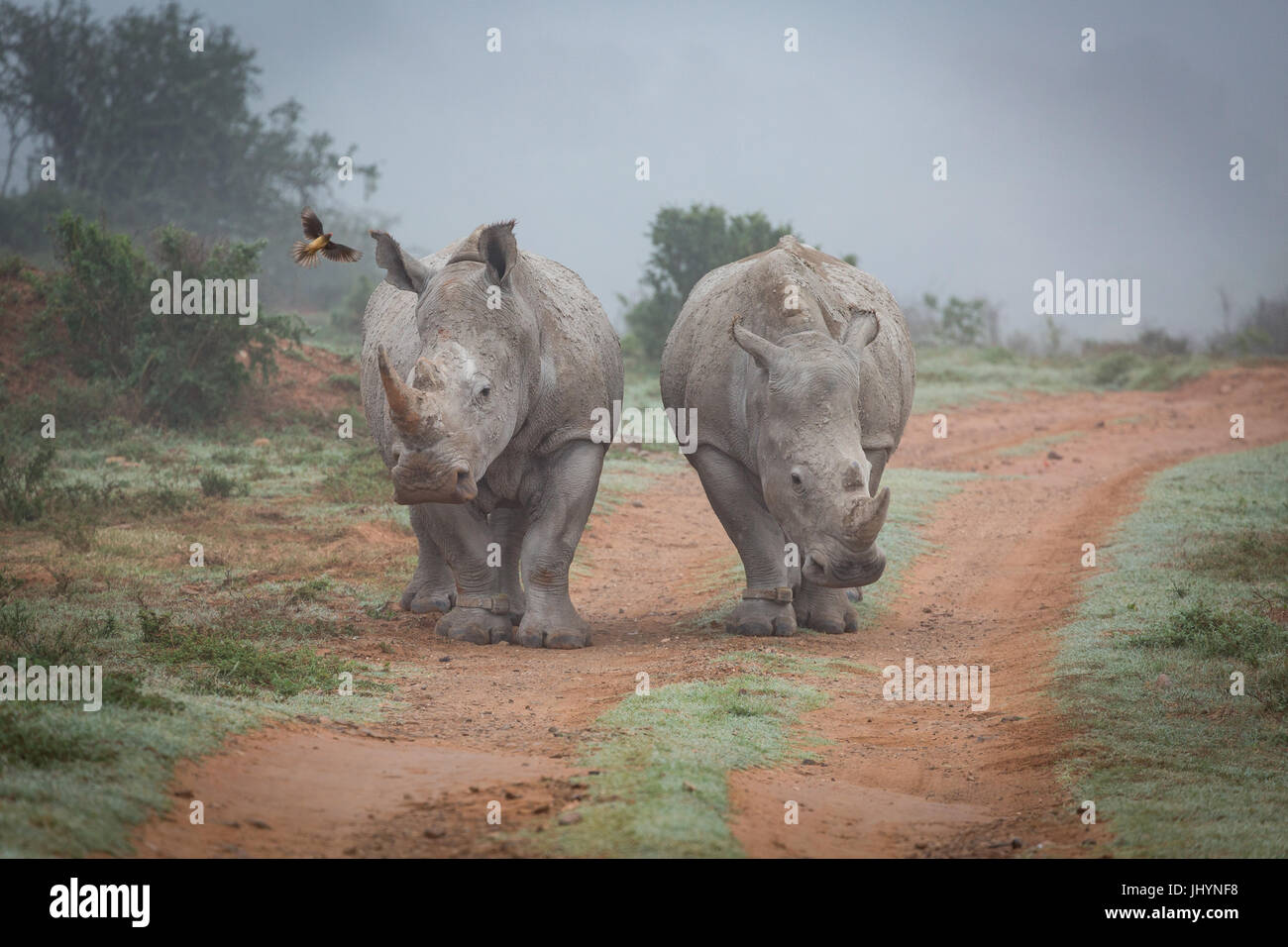 Deux rhinocéros et un oiseau dans l'oxpecker Amakhala Game Reserve dans l'Eastern Cape, Afrique du Sud, l'Afrique Banque D'Images