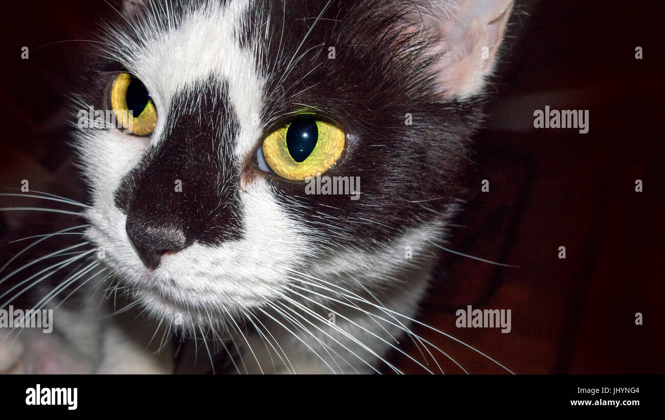 Chat Noir Blanc A Jaune Avec Les Yeux Photo Stock Alamy