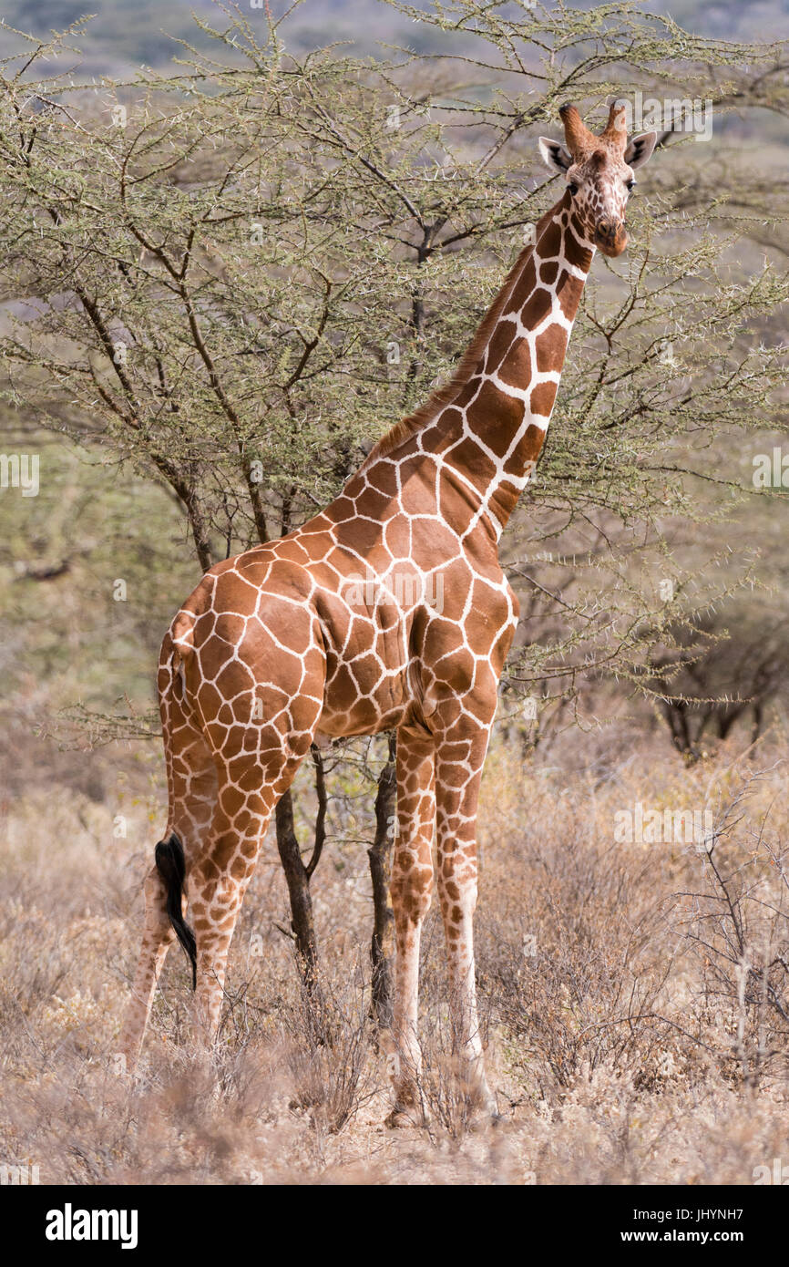 Giraffe réticulée (Giraffa camelopardalis reticulata), Conservation de Kalama, Samburu, Kenya, Afrique de l'Est, l'Afrique Banque D'Images