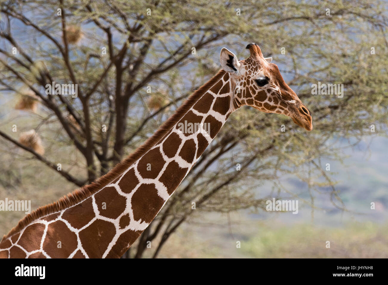 Le portrait d'une girafe réticulée (Giraffa camelopardalis reticulata), Conservation de Kalama, Samburu, Kenya, Afrique de l'Est, l'Afrique Banque D'Images