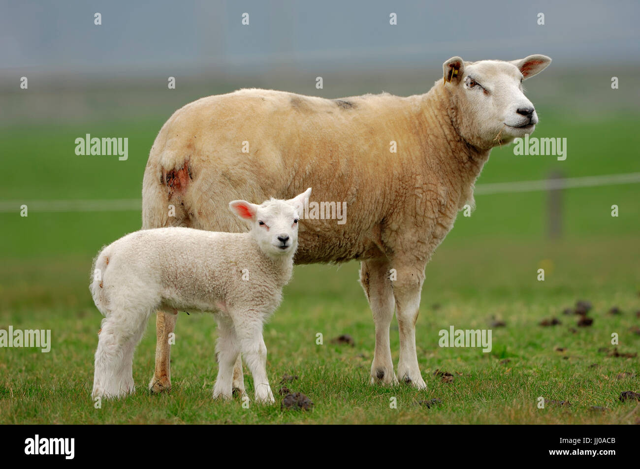 Les moutons domestiques avec de l'agneau, Gueldre, Pays-Bas, Hausschaf mit Lamm Banque D'Images