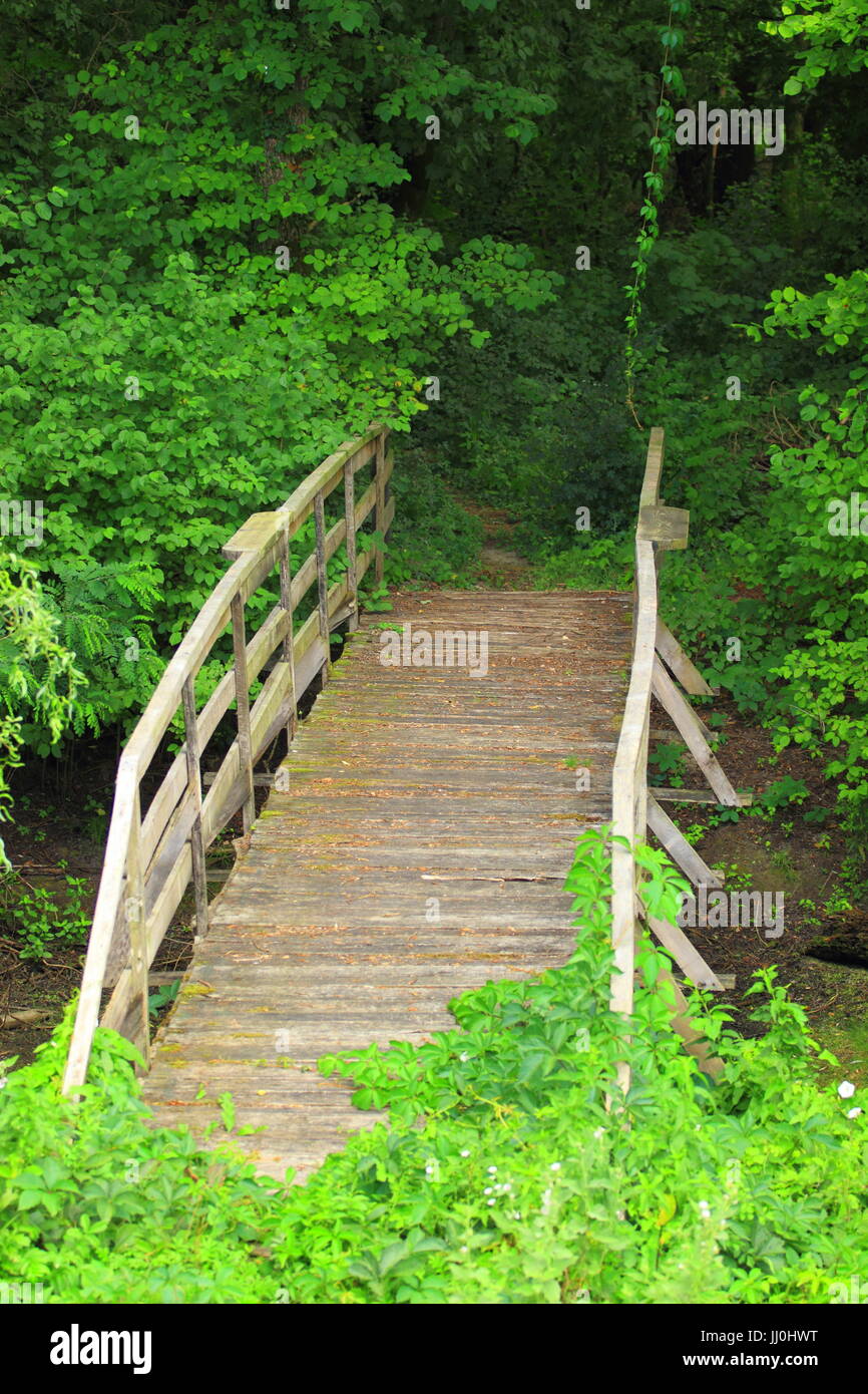 Vieux pont en bois en forêt Banque D'Images