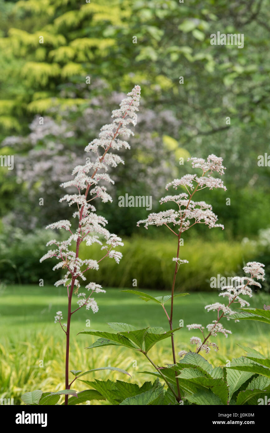 Rodgersia Podophylla. Rodgers, fleurs à feuilles de bronze Banque D'Images