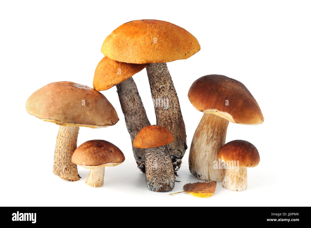 Groupe de champignons bolets champignons comme Bouleau, penny bun, red-capped scaber pédoncule et sur blanc fond isolé Banque D'Images