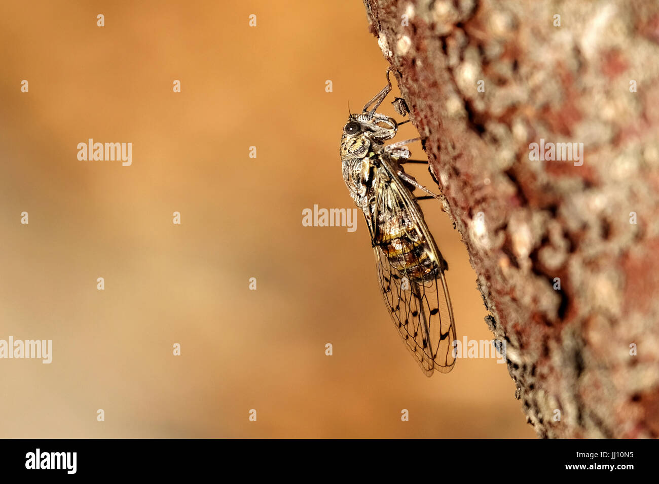 Un gros plan d'une cigale, cigales, reposant sur un arbre en fin de soirée soleil dans le sud de la France. La photo montre clairement les ailes des insectes Banque D'Images