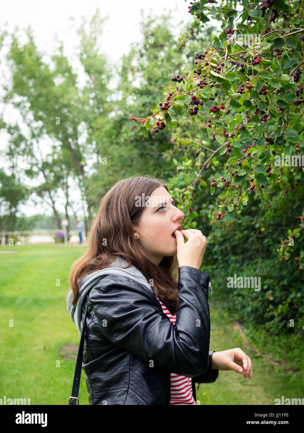 Une jolie fille brune prend de l'amélanchier (Amelanchier alnifolia) dans un verger de baies de Saskatoon, près de Saskatoon, Saskatchewan, Canada. Banque D'Images