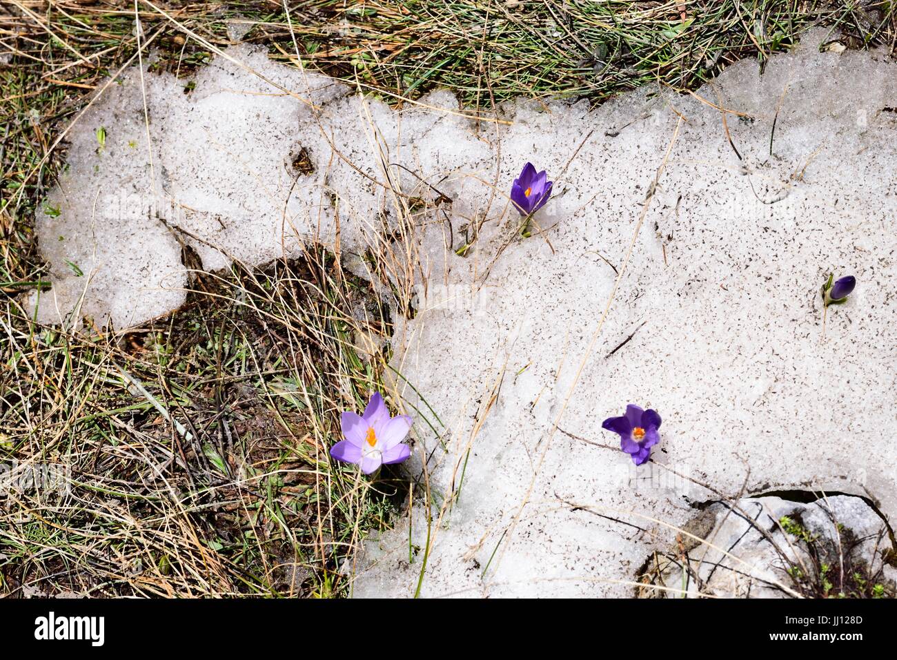 Fleurs dans la neige Banque D'Images