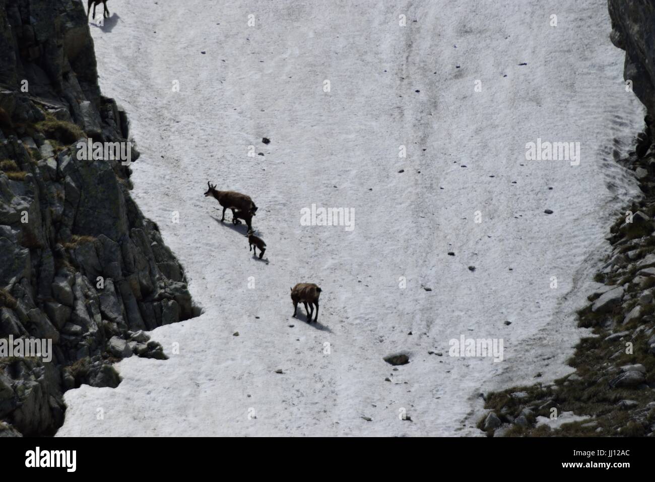 Chèvre de montagne Banque D'Images