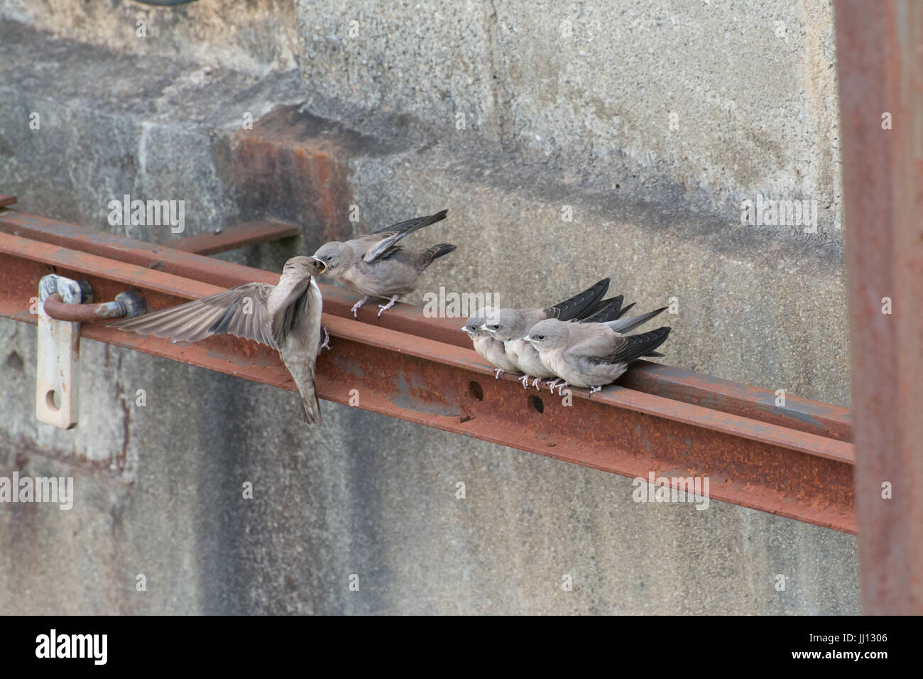 Famille de crag martin l'envol (Ptyonoprogne rupestris) être nourris par des oiseaux adultes à Rimplas dans les Alpes Françaises Banque D'Images