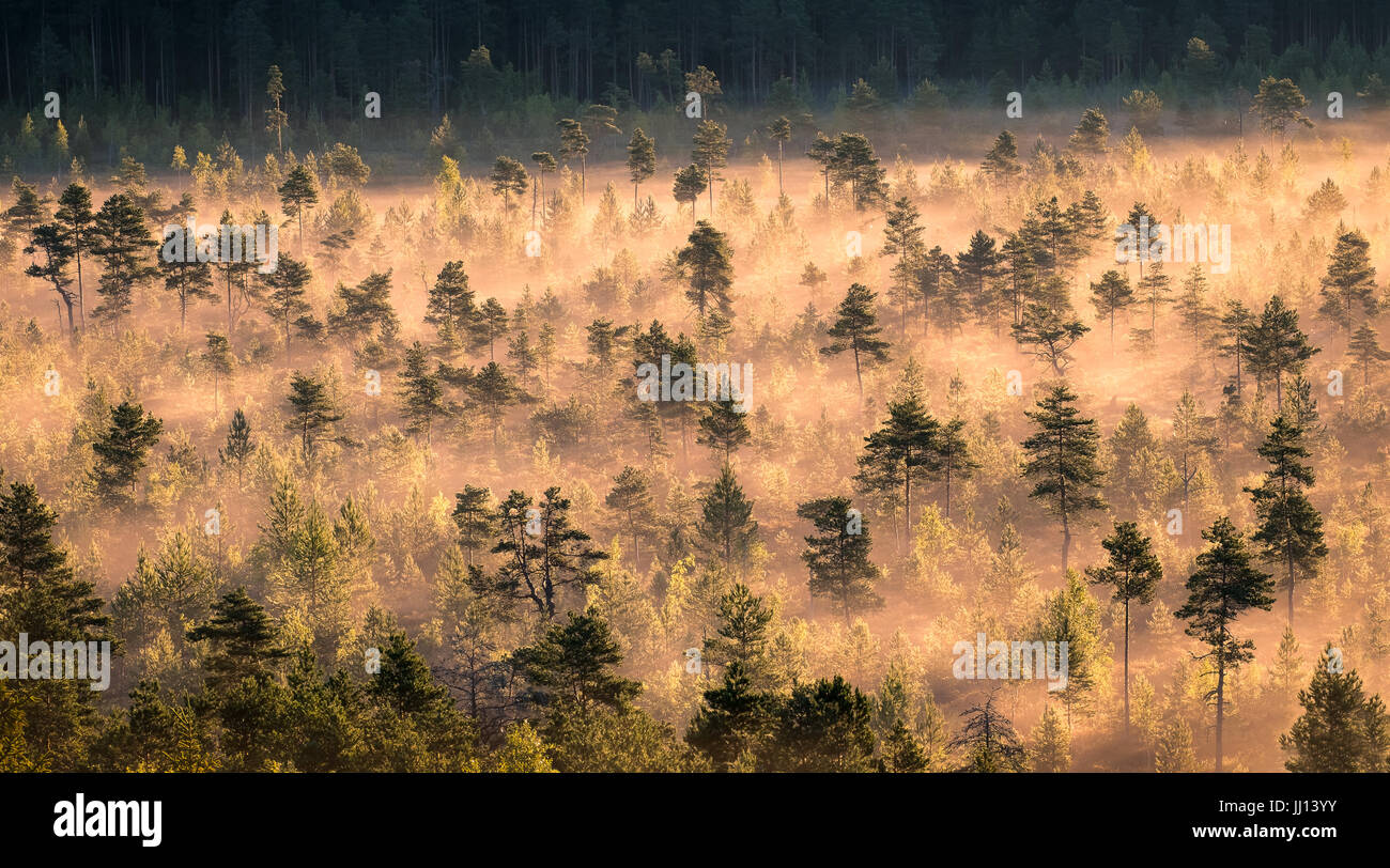 Le brouillard du matin et le lever du soleil dans le Parc National de Torronsuo, Finlande Banque D'Images