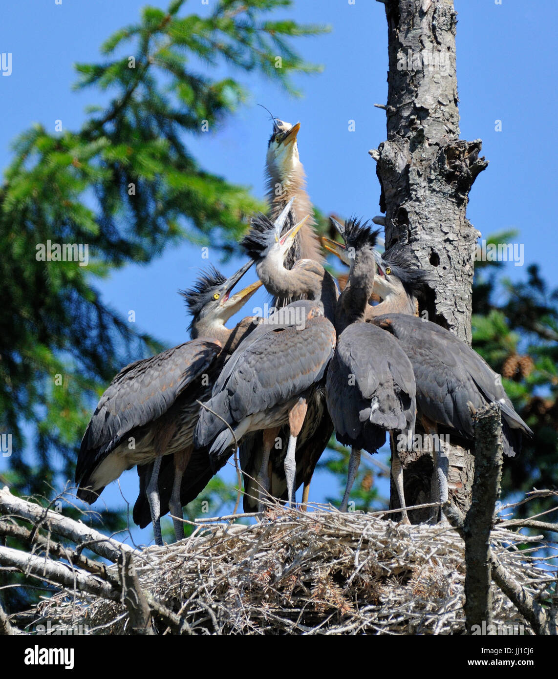 La nourriture pour régurgiter Parent heron rour poussins dans un nid.Courtenay, Comox Valley, l'île de Vancouver, British Columbia Canada Banque D'Images