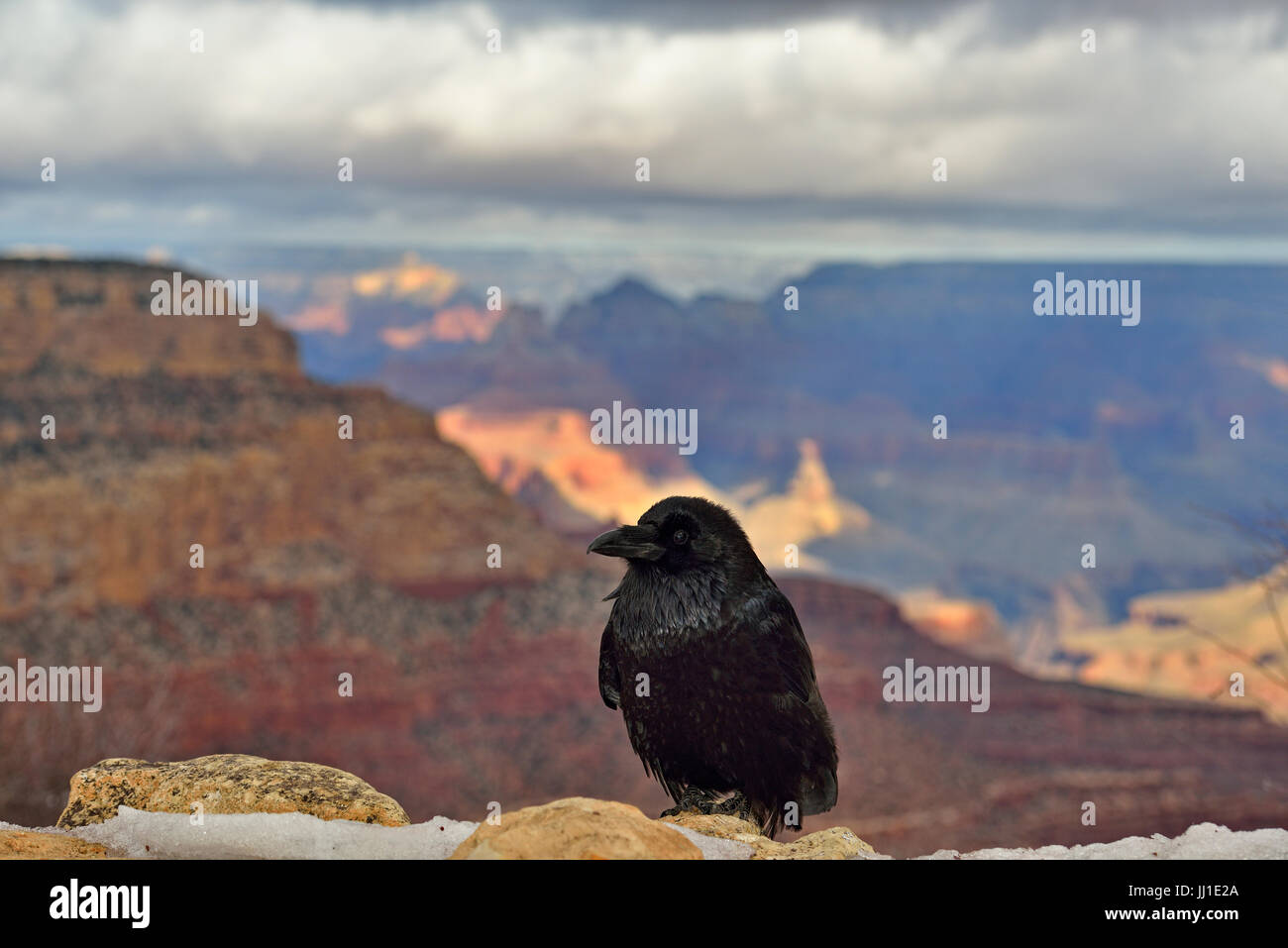 Grand corbeau (Corvus corax) perché sur un mur de soutènement en vue donnant sur South Rim du Grand Canyon, le Parc National du Grand Canyon, Arizona, USA Banque D'Images