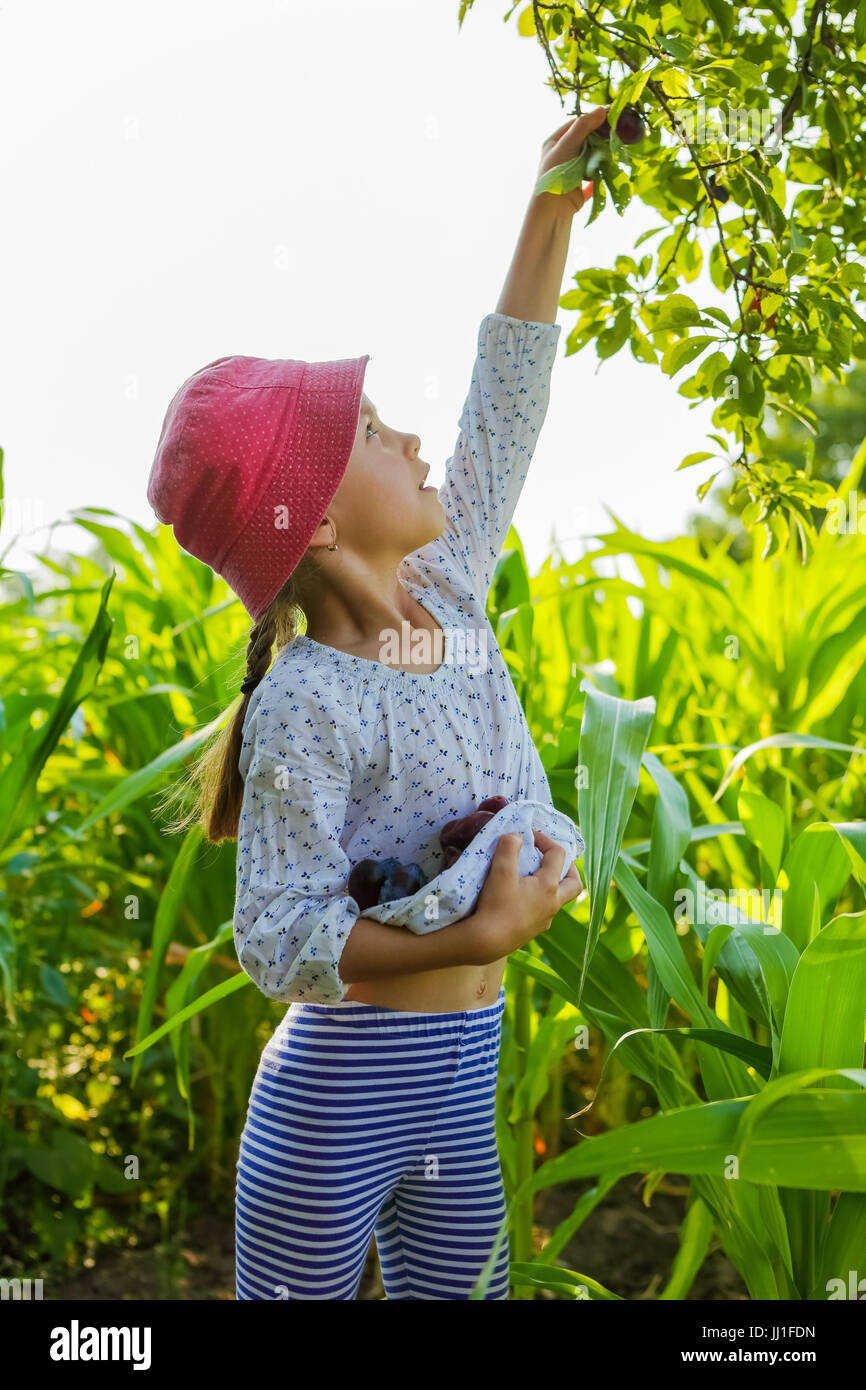 Petite fille ramasser des prunes dans un jardin Banque D'Images