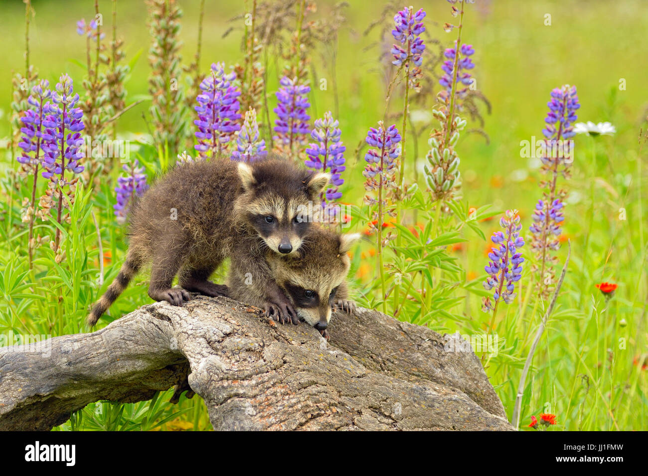 Le raton laveur (Procyon lotor) Bébé explorer vieille souche, la faune en captivité, Minnesota, Grès, Minnesota, USA Banque D'Images