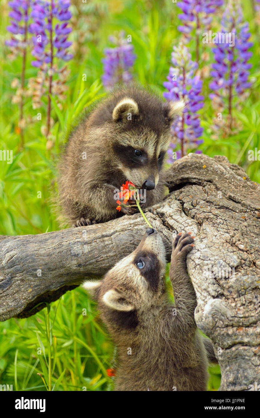 Le Raton Laveur Procyon Lotor Bebe Jouant Avec Fleur Sur La Souche La Faune En Captivite Minnesota Gres Minnesota Usa Photo Stock Alamy